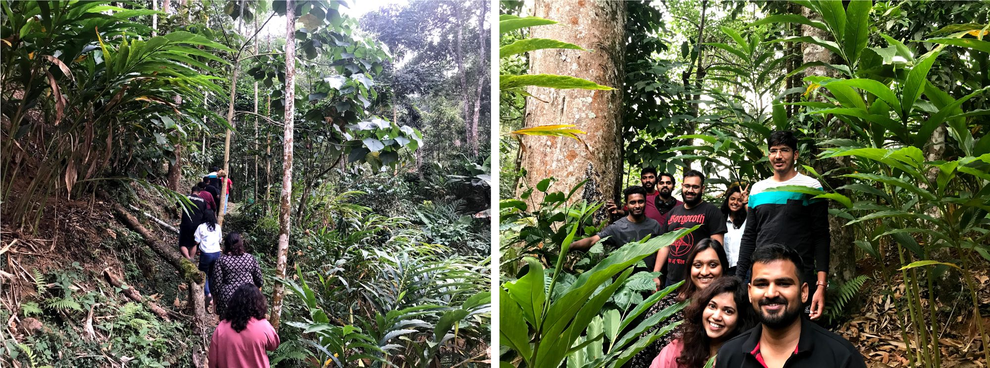 Ela Ecoland cardamom plantation tour in the evening